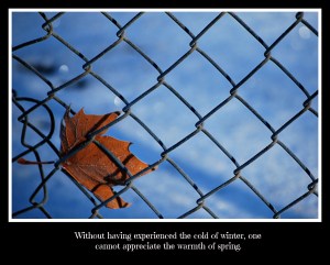 leaf in fence quoted