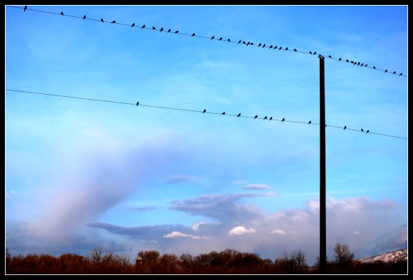 telephonepolewithbirds