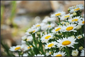 daisies