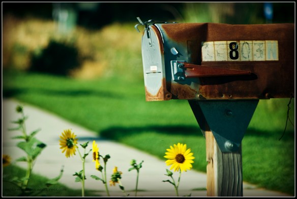 mailboxsunflower