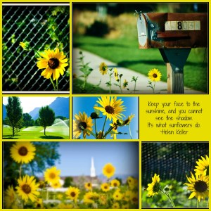 sunflowercollage2