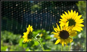 sunflowerwithbee