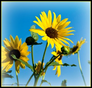 sunflowerwithbluesky
