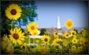 sunflowerwithchurchsteeple