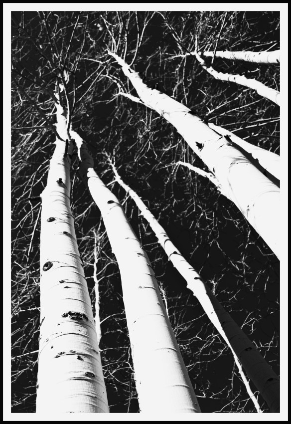 barequakiesblackandwhite