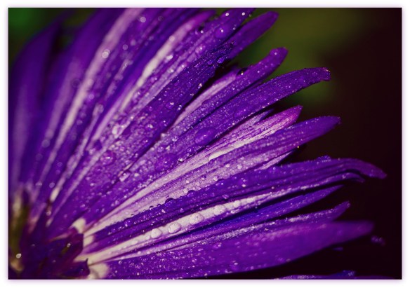 flowerwithwaterdroplets1