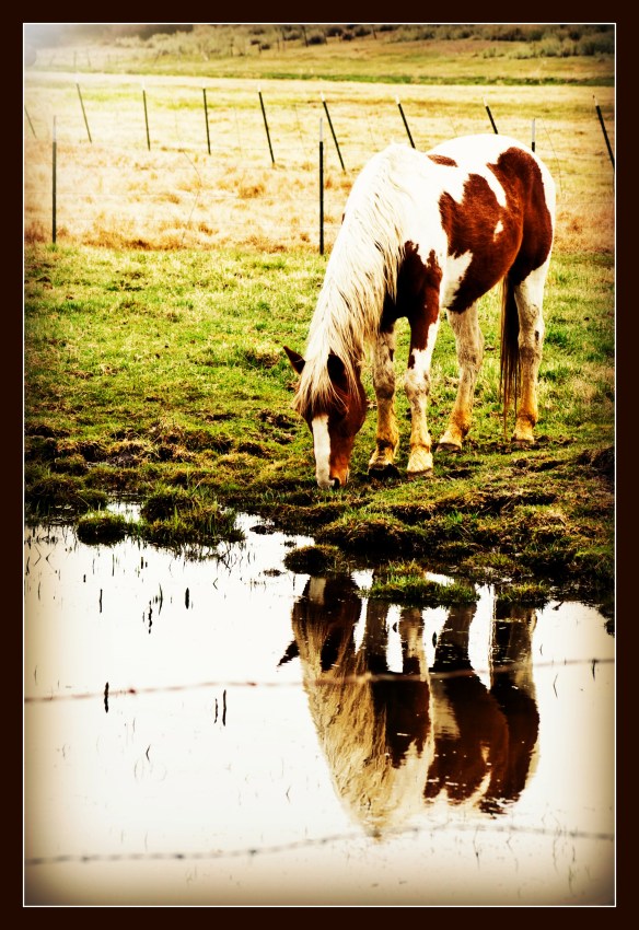 horsereflection
