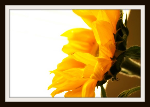 sunflower6