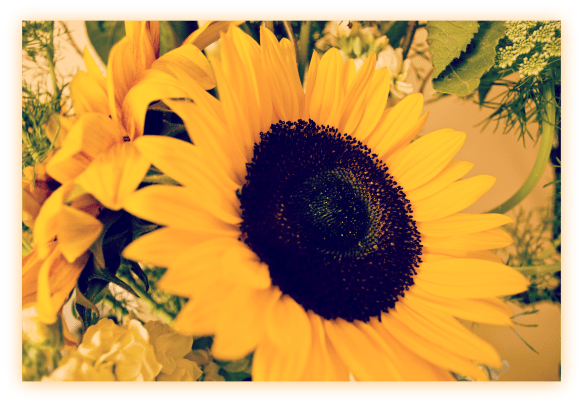 sunflower7