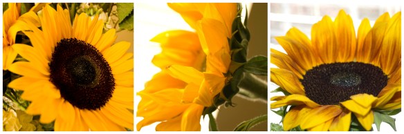 sunflowercollage