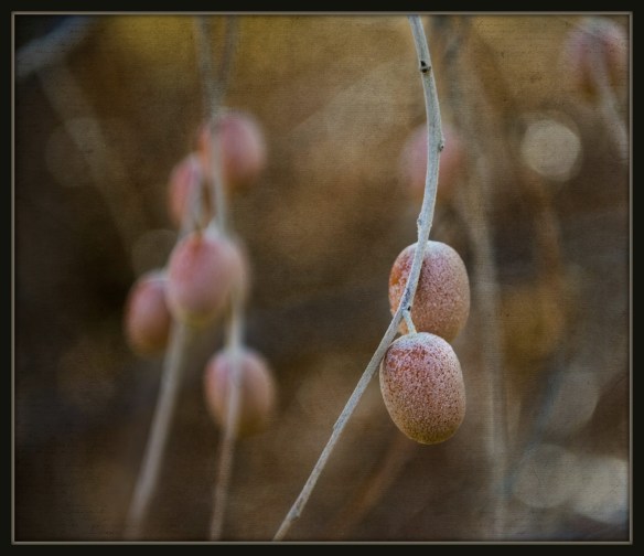 winterberries2