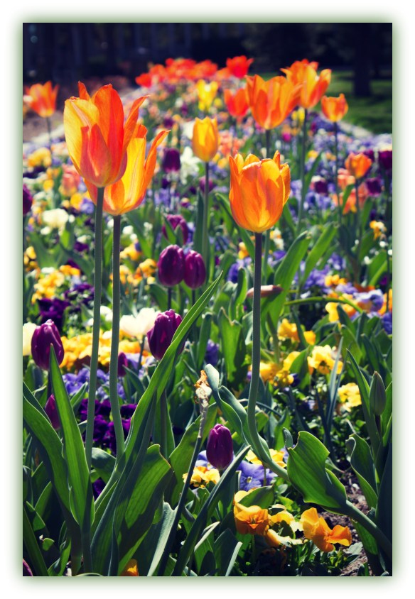 tulips1