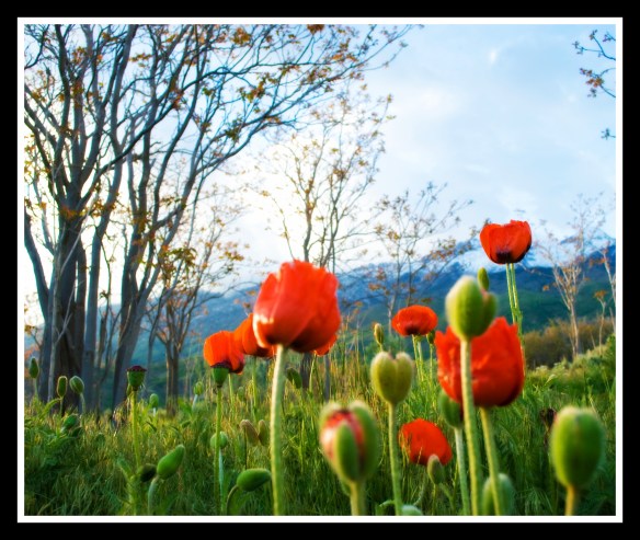 poppies2