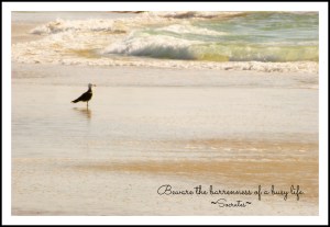 seagullonbeachwquote