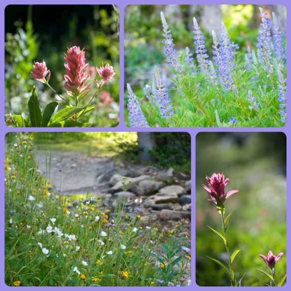 wildflowercollage