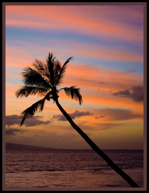 palmsunset