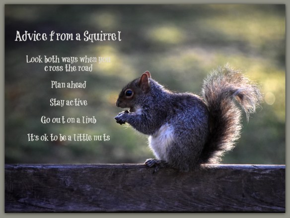 squirreladvice