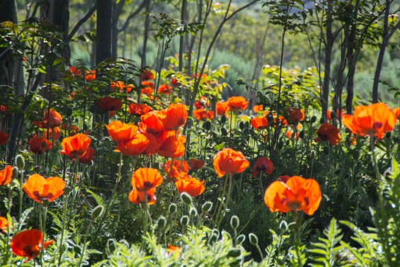 poppies1