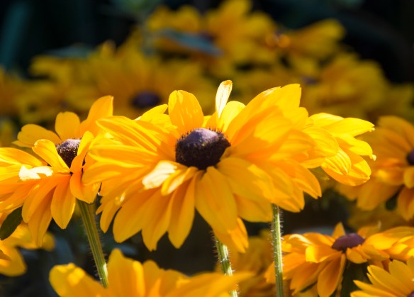 blackeyedsusans