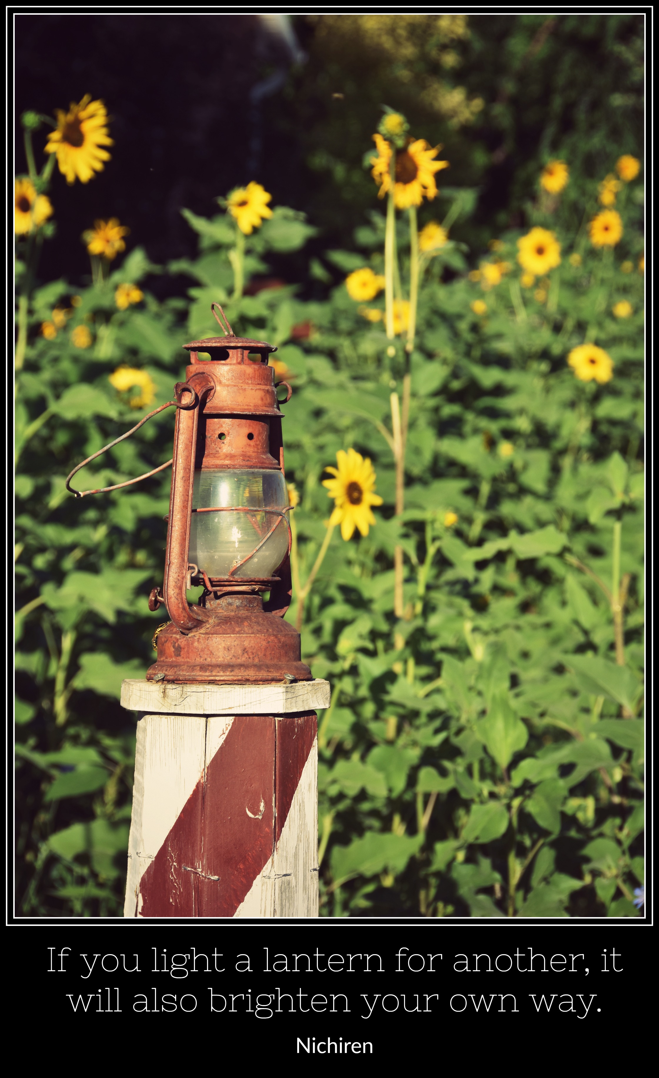 oldlanternindaisyfieldquote